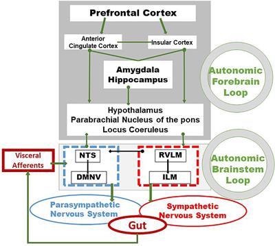 Therapeutic Potential of Vagus Nerve Stimulation for Inflammatory Bowel Diseases